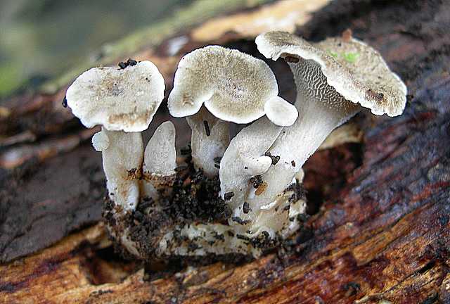 La valle dei funghi sconosciuti